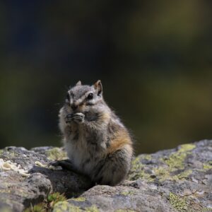 Alvin