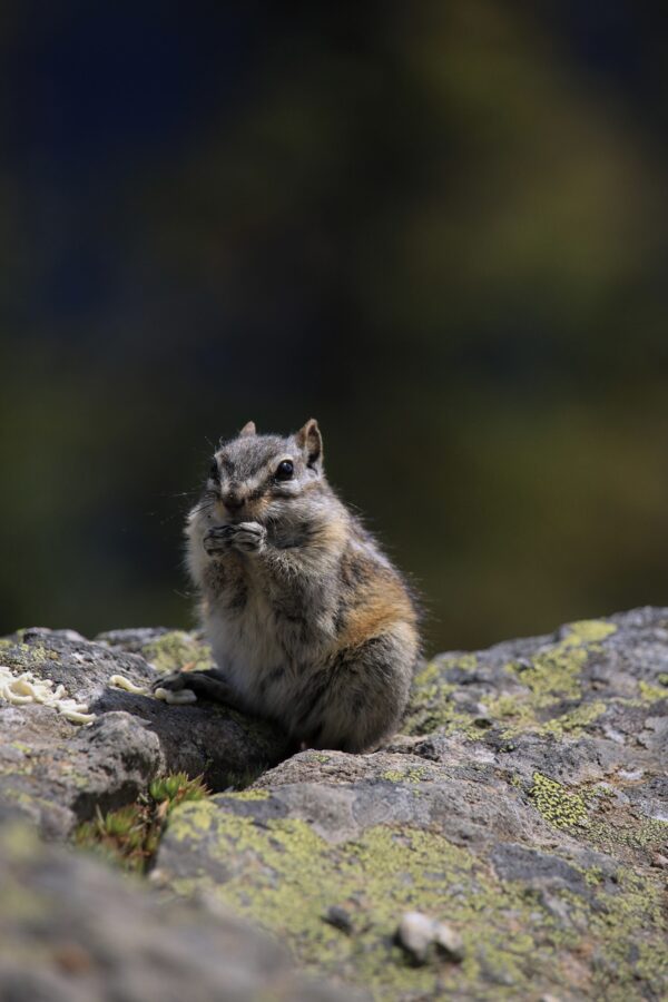 Alvin