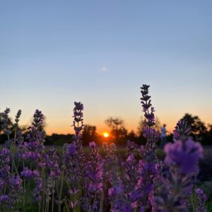 Lavander field