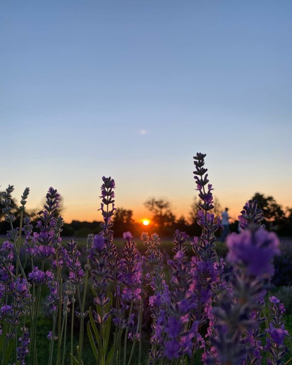 Lavander field