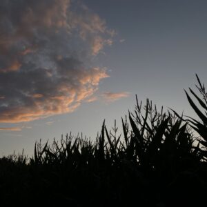 Cornfield