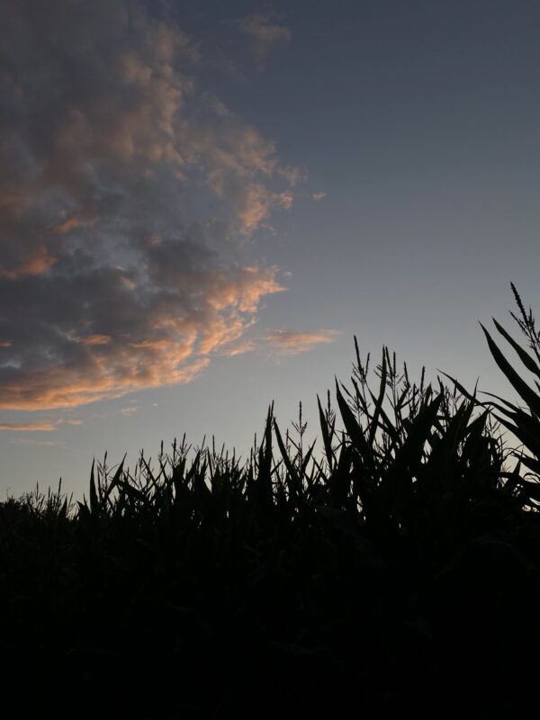 Cornfield