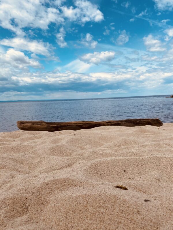driftwood