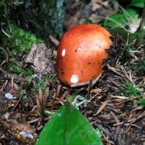 Mushroom